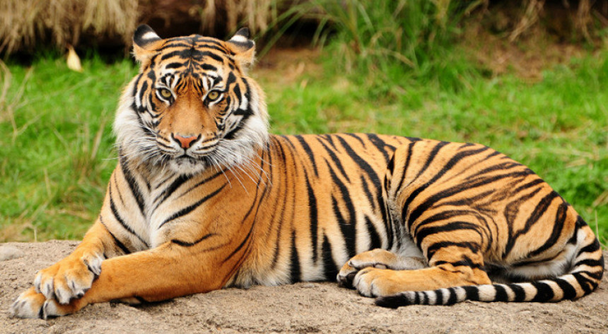Може ли Индија да спасе тигрове?