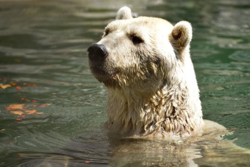 Ovako se rashlađuju životinje u Zoo vrtu