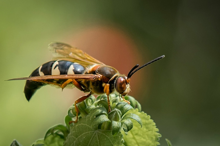 Banjalučane brine najezda štetočina