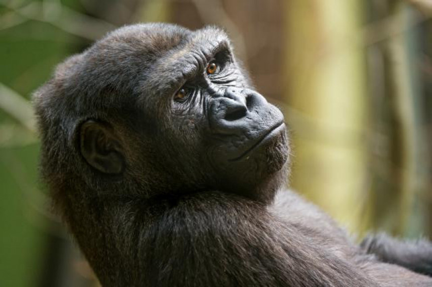 Gorile uče da pričaju