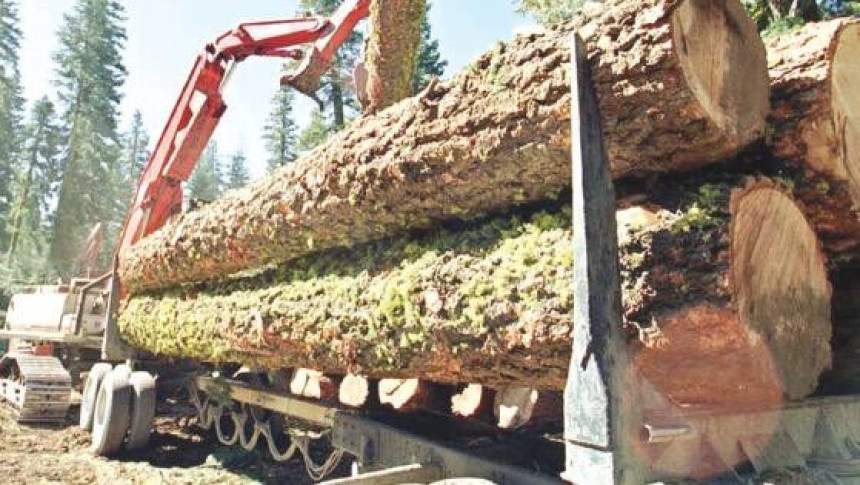 Šumska gazdinstva polugodište završila milionskim gubicima