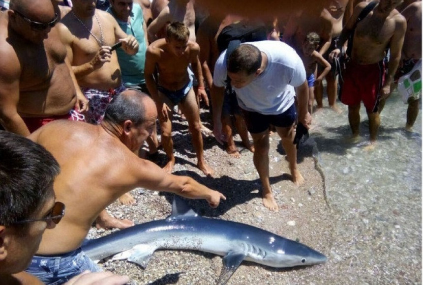 Ајкула допливала на плажу у Херцег Новом