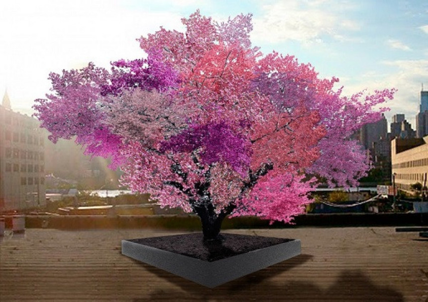 Čudo: Drvo koje rađa 40 različitih plodova!