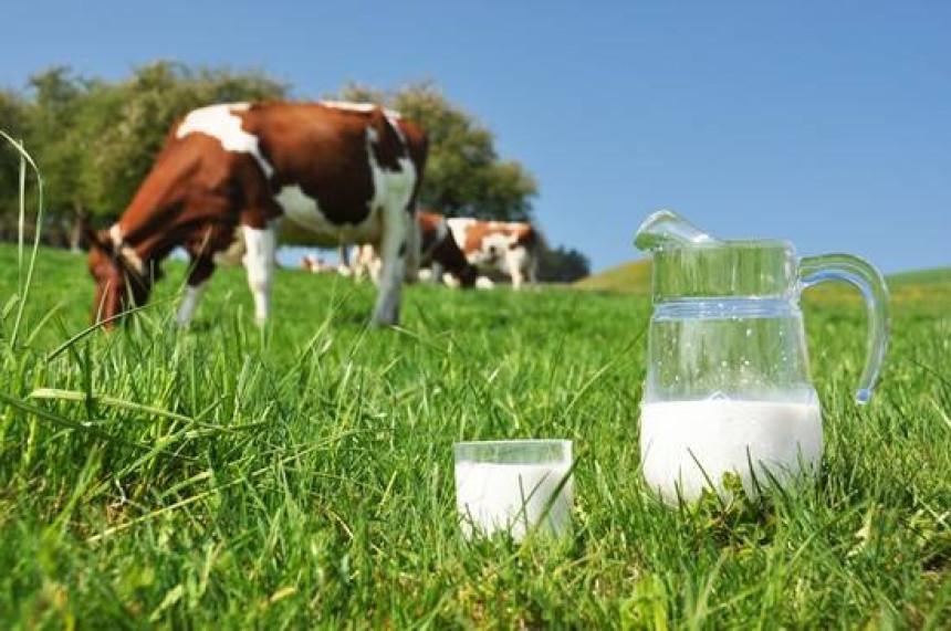 Prelevmani na mlijeko za Hrvatsku i EU
