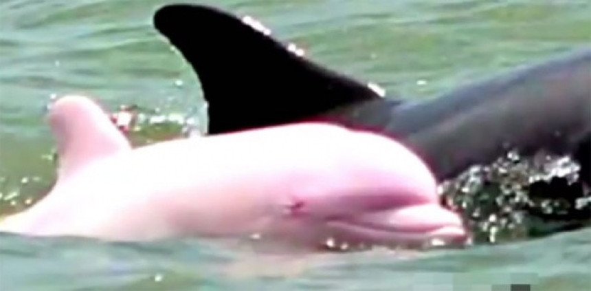 Ružičasti delfin u jezeru u Luizijani