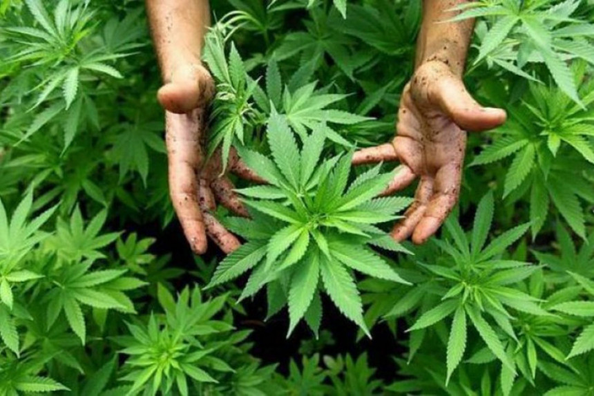 U Trebinju i Nevesinju plantaže marihuane