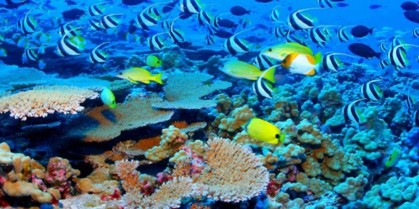 У последњих 45 година преполовљен број морских животиња