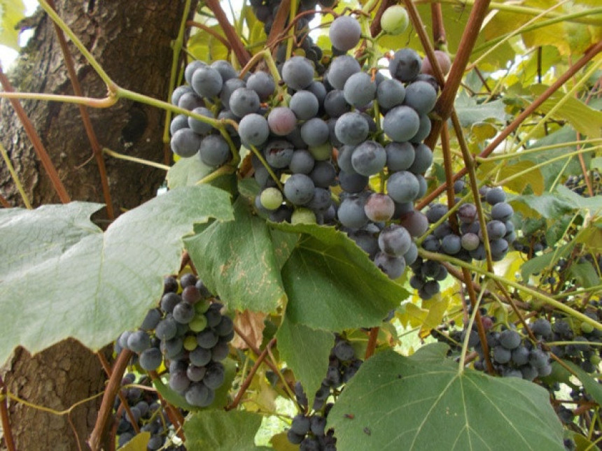 Vinogradi baš rodili!