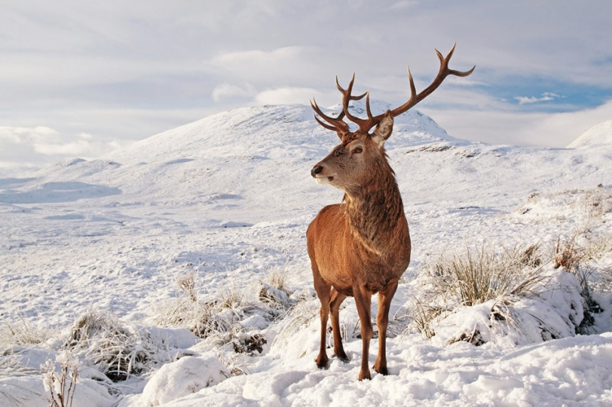 Шкоти имају 421 израз за снијег