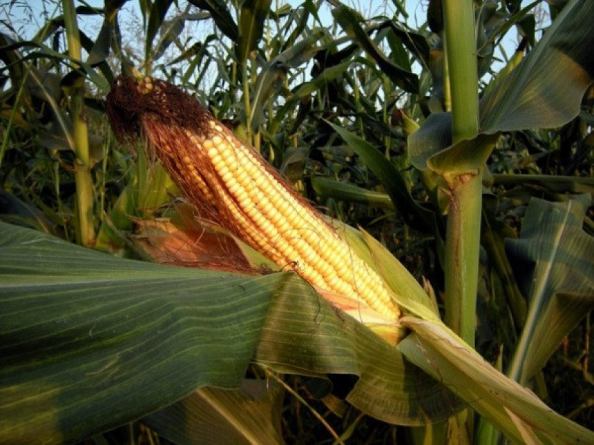 Prepolovljen rod kukuruza u BiH