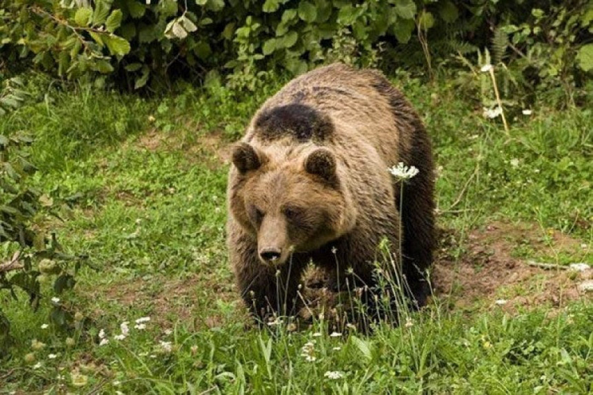 Panika, medvjed primjećen na Pobrđu