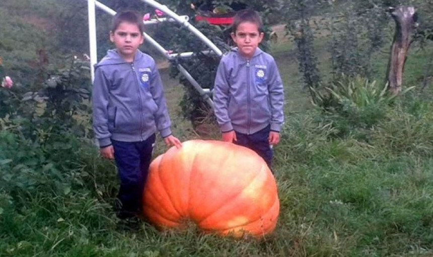 Srbac: Bundeva teška 95 kilograma!