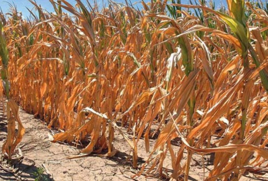 Prepolovljen rod kukuruza u Šamcu