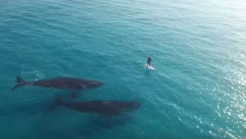Фасцинантни снимак "игре" сурфера и китова