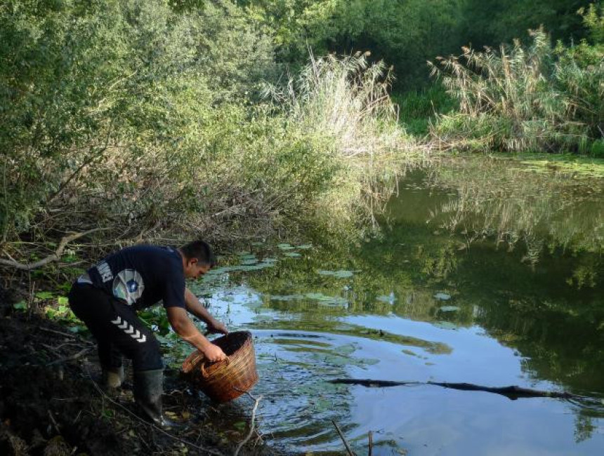 Ribu staru 450 miliona godina love korpama