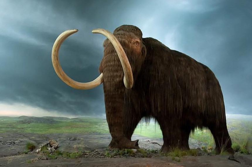 Postoji mogućnost kloniranja mamuta