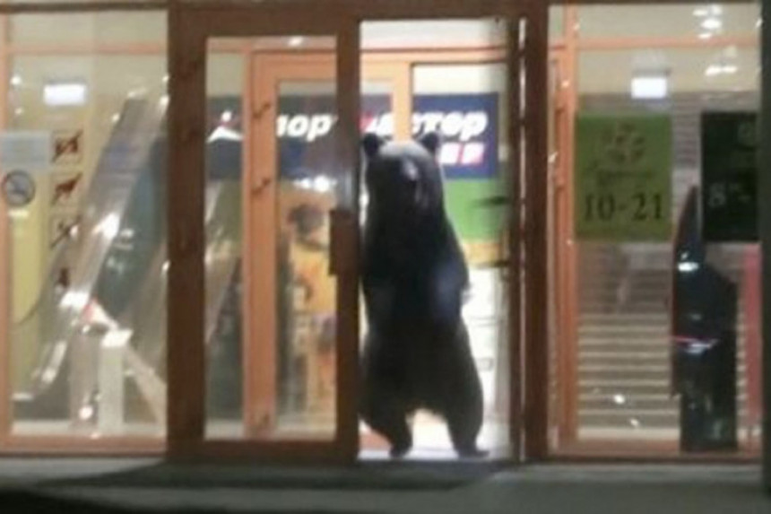 Medvjed provalio u tržni centar u Rusiji
