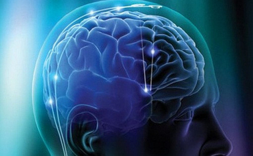 Inteligencija: Stvar u veličini ili strukturi mozga?