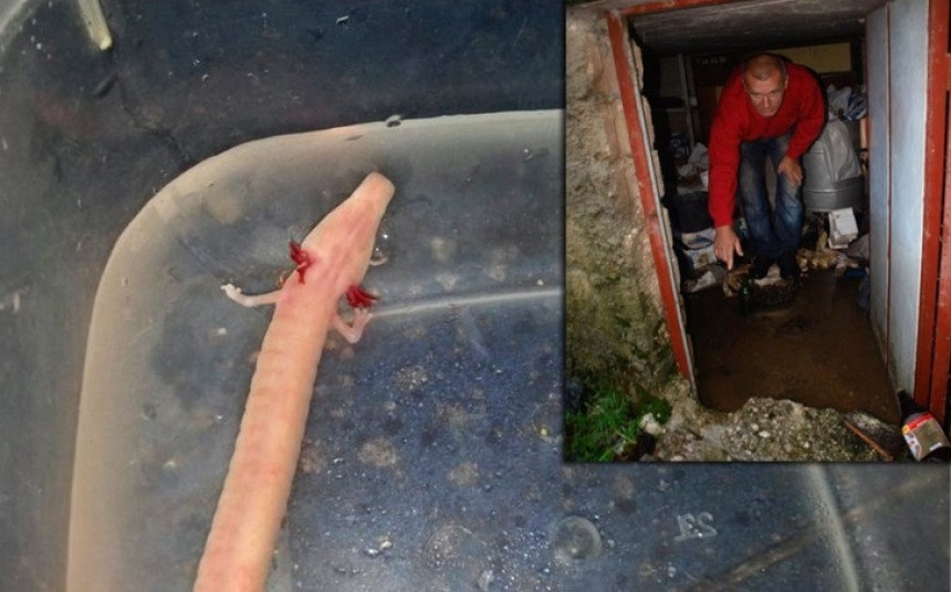 Trebinjac u podrumu našao čovječiju ribicu