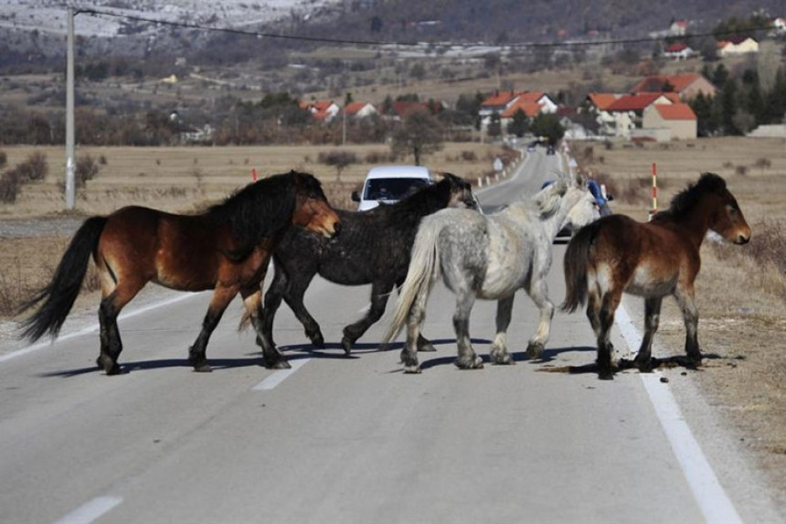 Livno: U nesreći stradao divlji konj