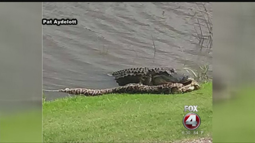 Video: Oni igraju golf, dok aligator jede pitona...!!!