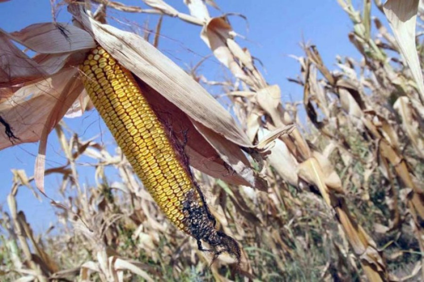 Suša umanjila prinos kukuruza do 50 odsto