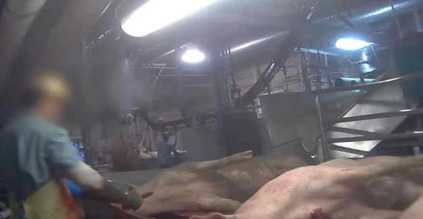 САД: Шокантни снимак клања свиња у фабрици