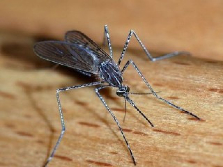 Najezda komaraca: Tropske vrućine donose nam nove bolesti  