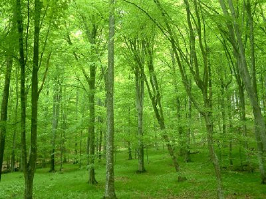 Шуме у Српској под најездом губара