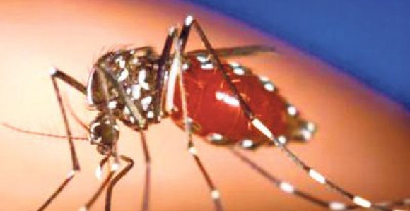 Stigao novi virus iz Afrike