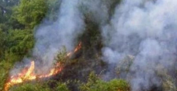 Kod Trebinja izgorio vinograd