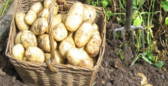 Сјеменски кромпир не може у Хрватску