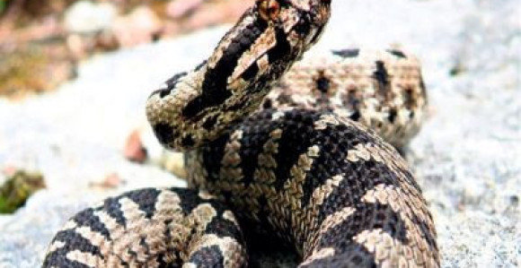 Banjalučanin razgovara sa zmijama 