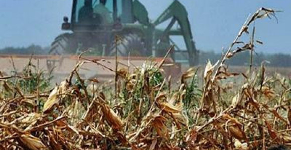 Suša ostavila neizbrisiv trag na usjevima