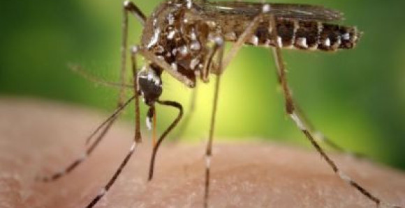 Virus zapadnog Nila stigao u Hrvatsku, moguć i u BiH