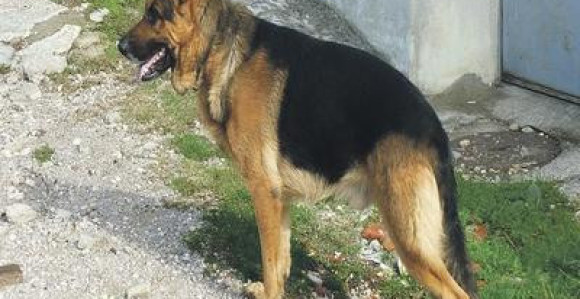 Psi-graničari uginuli od toplotnog udara