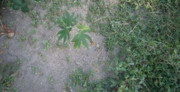 Uhapšena tri lica zbog droge