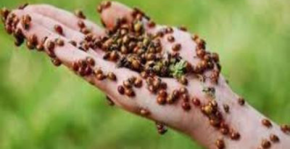 Invazija bubamara-nastavak biološkog rata?