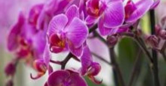 Ljubičasta će dominirati u 2014.