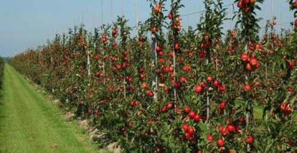 Лоша година за воћаре