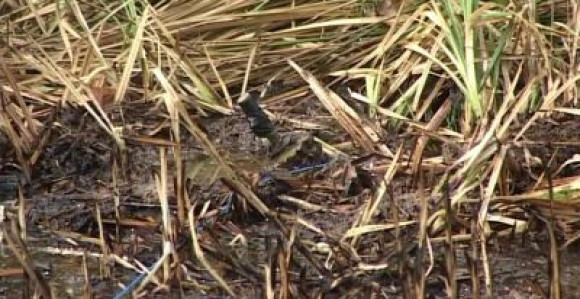 Čistio šumu – otkrio minu (VIDEO)