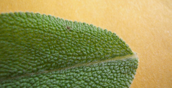 Žalfija, prirodni antibiotik 