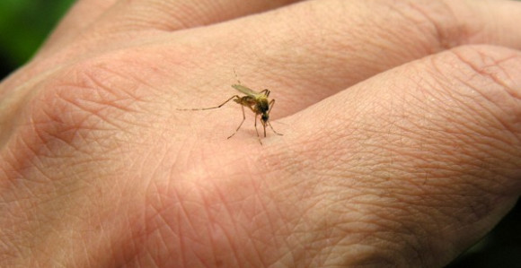 Sutra uništavanje komaraca u Banjaluci 