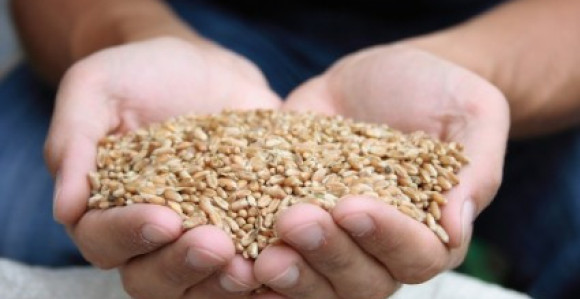 Otkupna cijena pšenice 0,36 KM po kilogramu