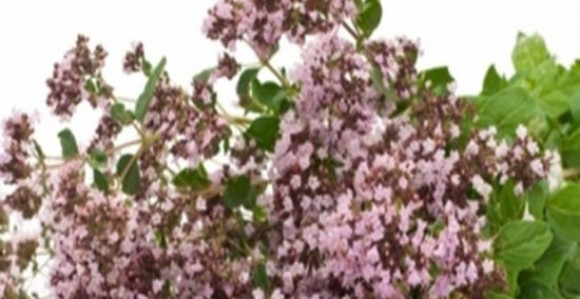 Majčina dušica: Čisti pluća