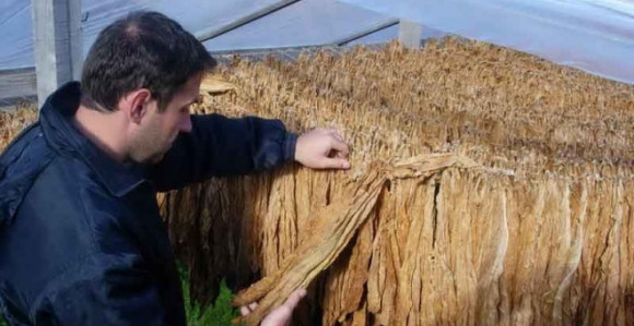 Crno tržište duvana doživjeće ekspanziju