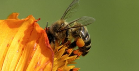 Ujela vas je osa ili pčela? Evo šta će vam odmah pomoći