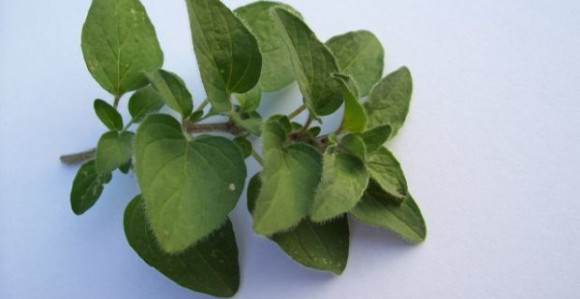 Origano – najjači prirodni antibiotik