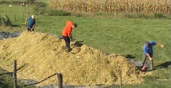 Градишка: Кукуруз завршио у силажи