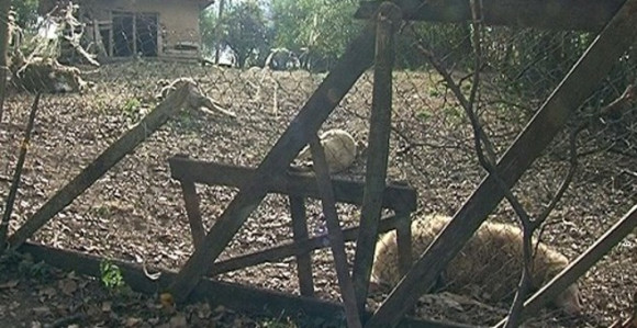 Šakali zaklali više od 50 ovaca